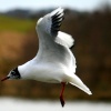Black Headed Gull.