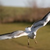 Juvenile Black Headed Gull