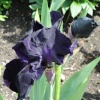 Black iris at Newby Hall gardens