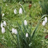 Snowdrops at Raveningham Hall