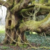 At Raveningham Hall, a lovely old tree