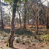 Arne Nature Reserve, Dorset