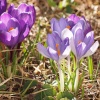 Crocuses in my garden, Steeple Claydon, Bucks