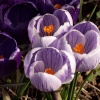 Patterned crocuses in my garden, Steeple Claydon, Bucks