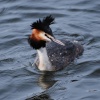 Great Crested Grebe