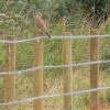 Wildlife