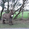 Donkey in Bramshaw