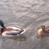 Mallards