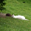 A white Kangaroo?