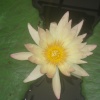 Royal Botanical Gardens, Kew