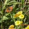 Wildlife