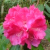 Rhododendron Hybrid 'Russellianum' ('Cornish Red') at Otterhead May 2008