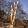 TreeSculpt