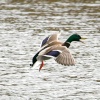 Mallard Drake.