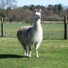 Llamas