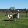 Llamas