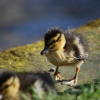 Colourful chick