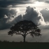 Silhouetted tree, Botolph Claydon, Bucks