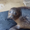 Seals