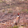 Pheasant