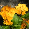 Eastcote House gardens, Eastcoe Village