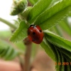 Ladybird