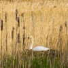 Mute swan at Sprotbrough, South Yorks