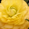 Mellow yellow