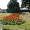Flowers in the park.