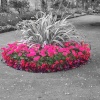 Flora