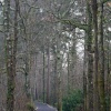 Walk in the park
