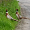 Two beautiful Pheasants