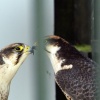 Two males kissing? Something wrong there.