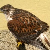 Another nice looking bird.