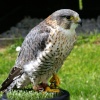 I just love these birds.