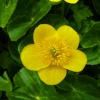 Marsh Marigold