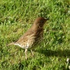 Thrush