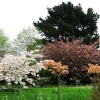 Trees outside in the Churchyard