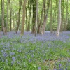 Bluebells
