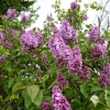 Lilac growing in the hedge