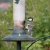 RSPB Fairburn Ings