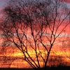 Natures miracle