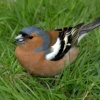 Male Chaffinch