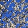 Blossoms by Coventry Canal