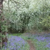 A Tour of The Bluebell Woods