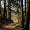Dalby Forest 1