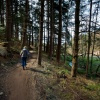 Dalby Forest 2