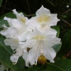 Rhododendron Hybrid 'Cunningham's White' at Otterhead May 2008