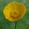 Mellow yellow