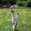 The Hawk Conservancy, Weyhill, Hampshire